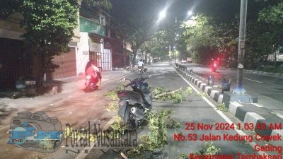 Pohon Tumbang di Jalan Kedung Cowek, Pimpinan Redaksi Media Jadi Korban, DLH Surabaya Bungkam