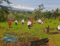 Momentum Musim Hujan, Perum Perhutani Bondowoso Tanam 1.300 Bibit Pinus Bocor Getah