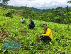 Perum Perhutani KPH Bondowoso Fokus Reboisasi di Musim Hujan 2024-2025