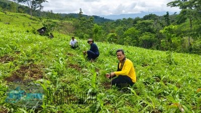 Perum Perhutani KPH Bondowoso Fokus Reboisasi di Musim Hujan 2024-2025