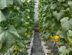 Hadirkan Harapan Baru di Desa Winong: PLN UIP JBTB dan Karang Taruna Sukses Panen Perdana 600 Buah Melon New Kinanti Hidroponik