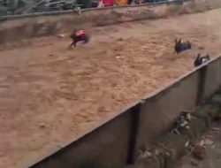 Balap Kelinci di Pamekasan Diduga Jadi Ajang Judi, Polsek Kota Pamekasan Diminta Bertindak Tegas