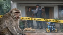 Balita di Pasean Tewas Diserang Monyet Lepas, Polisi Selidiki Dugaan Kelalaian Pemilik