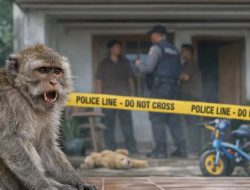 Balita di Pasean Tewas Diserang Monyet Lepas, Polisi Selidiki Dugaan Kelalaian Pemilik