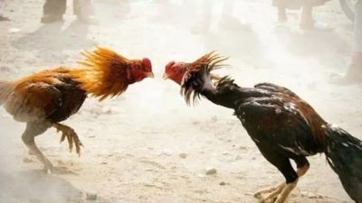 Arena Judi Sugihwaras Kembali Hidup, Dugaan Pembiaran Aparat Menguat hingga Sorot Kapolda Jatim