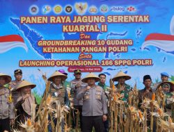 Sinergi Polri dan Kementan, Kapolres Pamekasan Pimpin Panen Jagung Serentak di Palengaan untuk Ketahanan Pangan Berkelanjutan