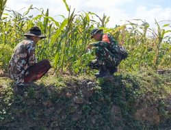 Turun ke Lahan, Serka Suryadi Pantau Langsung Pertumbuhan Jagung