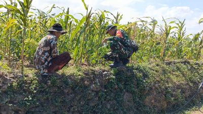 Turun ke Lahan, Serka Suryadi Pantau Langsung Pertumbuhan Jagung