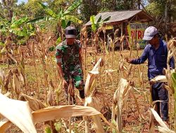 Pantau Lahan Jagung dari Dekat, Babinsa Pasean Dorong Produktivitas Petani