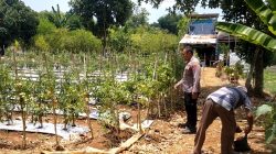 Polsek Dukun Cek Perkembangan Tanaman Tomat di Tebuwung, Dukung Ketahanan Pangan dan Swasembada Nasional