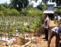Polsek Dukun Cek Perkembangan Tanaman Tomat di Tebuwung, Dukung Ketahanan Pangan dan Swasembada Nasional
