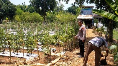 Polsek Dukun Cek Perkembangan Tanaman Tomat di Tebuwung, Dukung Ketahanan Pangan dan Swasembada Nasional