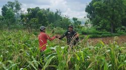 Jagung Jadi Andalan Saat Kemarau, Babinsa Proppo Bergerak Bantu Petani