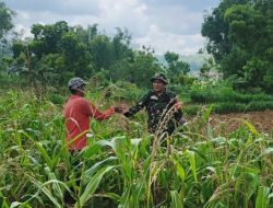 Jagung Jadi Andalan Saat Kemarau, Babinsa Proppo Bergerak Bantu Petani