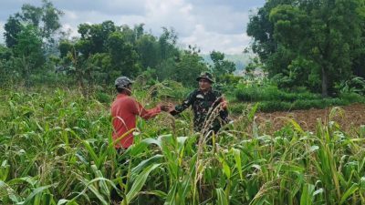 Jagung Jadi Andalan Saat Kemarau, Babinsa Proppo Bergerak Bantu Petani