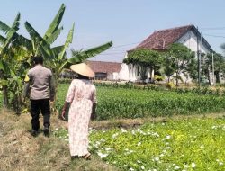Polsek Benjeng Pantau Tanaman Kangkung untuk Dukung Ketahanan Pangan Nasional