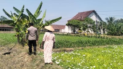 Polsek Benjeng Pantau Tanaman Kangkung untuk Dukung Ketahanan Pangan Nasional