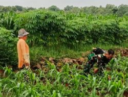 Babinsa Batumarmar Bantu Petani, Ketahanan Pangan Makin Kuat