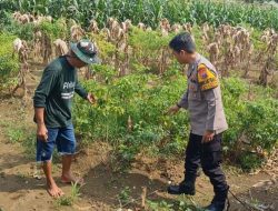 Polsek Driyorejo Pantau Tanaman Cabai di Desa Banjaran, Dukung Program Ketahanan Pangan Nasional