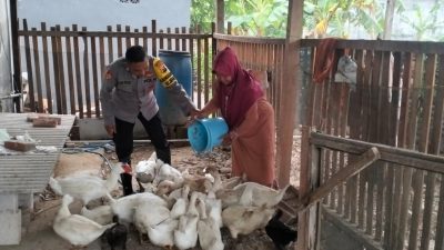 Polsek Benjeng Laksanakan Pemantauan Peternakan Bebek untuk Dukung Program Ketahanan Pangan Nasional