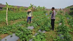 Dukung Program Presiden RI, Polsek Wringinanom Pantau Perkembangan Tanaman Timun di Desa Sumberwaru