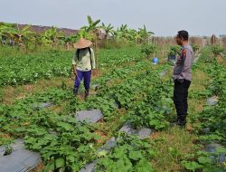 Dukung Program Presiden RI, Polsek Wringinanom Pantau Perkembangan Tanaman Timun di Desa Sumberwaru