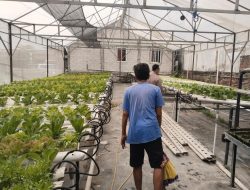 Polsek Benjeng Dukung Program Ketahanan Pangan Melalui Pengecekan Tanaman Sawi Hidroponik di Desa Bulurejo