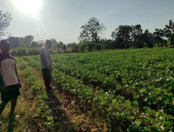 Polsek Bungah Cek Tanaman Kacang Hijau, Dukung Ketahanan Pangan Nasional