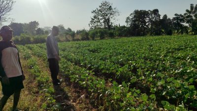 Polsek Bungah Cek Tanaman Kacang Hijau, Dukung Ketahanan Pangan Nasional