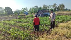 Sinergi Bersama Petani, Polsek Bungah Pantau Perkembangan Kacang Hijau