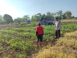 Sinergi Bersama Petani, Polsek Bungah Pantau Perkembangan Kacang Hijau