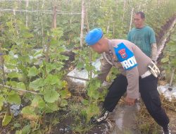 Budidaya Melon di Balongpanggang Dapat Pendampingan Polri demi Swasembada Pangan