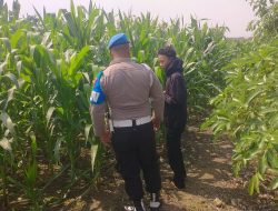 Wujudkan Swasembada Pangan, Polsek Balongpanggang Tinjau Lahan Jagung di Desa Dapet
