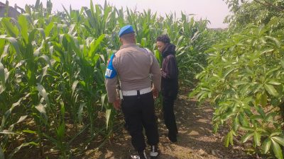 Wujudkan Swasembada Pangan, Polsek Balongpanggang Tinjau Lahan Jagung di Desa Dapet
