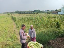 Polsek Wringinanom Lakukan Pengecekan Tanaman Labu untuk Dukung Ketahanan Pangan Nasional
