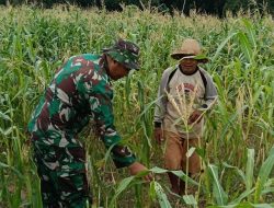 Babinsa Bantu Bersihkan Gulma, Petani Diajak Percepat Tanam Padi