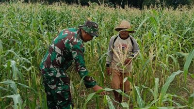 Babinsa Bantu Bersihkan Gulma, Petani Diajak Percepat Tanam Padi
