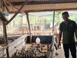 Bhabinkamtibmas Polsek Panceng Pantau Peternakan Bebek Warga untuk Dukung Ketahanan Pangan Nasional