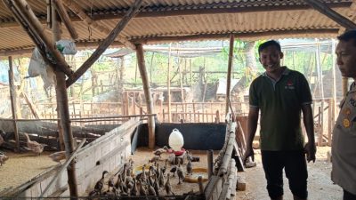 Bhabinkamtibmas Polsek Panceng Pantau Peternakan Bebek Warga untuk Dukung Ketahanan Pangan Nasional