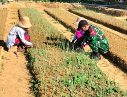 Babinsa Hadir di Tengah Petani, Perawatan Bawang Merah Dilakukan Lebih Intensif