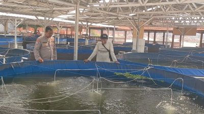Implementasikan Program Presiden di Bidang Ketahanan Pangan, Polsek Sidayu Cek Budidaya Lele