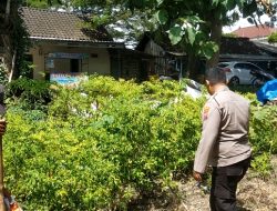 Polsek Dukun Lakukan Pengecekan Tanaman Cabai Dukung Program Swasembada Pangan di Gresik