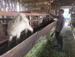 Pengecekan Peternakan Kambing di Desa Peganden, Polsek Manyar Dukung Program Ketahanan Pangan Nasional