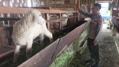 Pengecekan Peternakan Kambing di Desa Peganden, Polsek Manyar Dukung Program Ketahanan Pangan Nasional