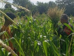 Babinsa Batumarmar Dampingi Perawatan Jagung, Bukti TNI Selalu Hadir untuk Rakyat