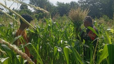 Babinsa Batumarmar Dampingi Perawatan Jagung, Bukti TNI Selalu Hadir untuk Rakyat