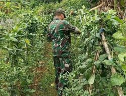 Babinsa Hadir di Tengah Petani, Panen Sayuran di Taraban Berlangsung Penuh Semangat