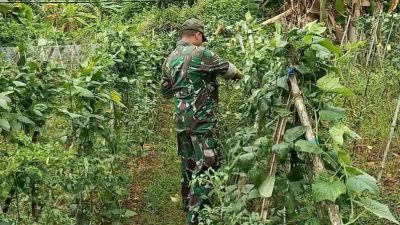Babinsa Hadir di Tengah Petani, Panen Sayuran di Taraban Berlangsung Penuh Semangat