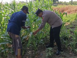 Polsek Wringinanom Cek Tanaman Jagung di Desa Sumberwaru, Perkuat Dukungan Program Swasembada Pangan Nasional