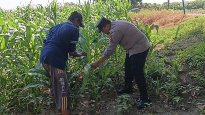 Polsek Wringinanom Cek Tanaman Jagung di Desa Sumberwaru, Perkuat Dukungan Program Swasembada Pangan Nasional